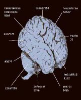 Blue Brain: Un cerebro humano artificial?
