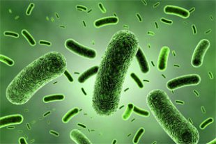 Nuestros microbios nos protegen contra las alergias alimentarias