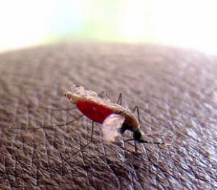 Malaria: Un gran paso